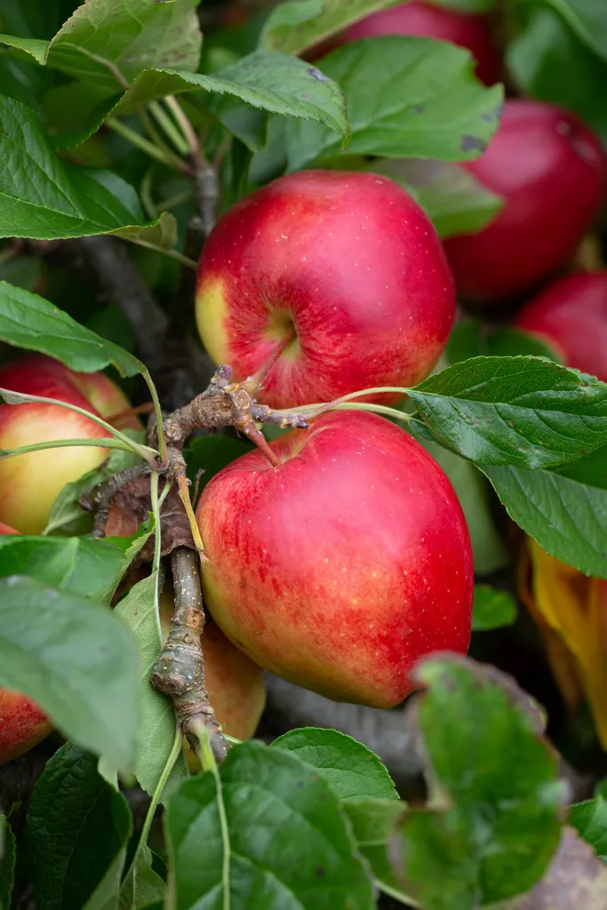 Saturn Apple Tree with Ripe Fruit
