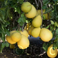 Kao Phuang Pummelo Budwood citrus plant material online shopping