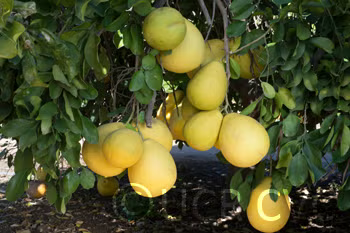 Kao Phuang Pummelo Budwood citrus plant material online shopping