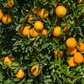 Rio Grande Navel Orange Budwood citrus plant material online shopping