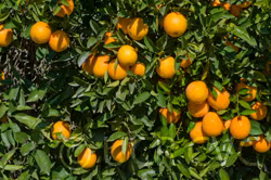 Rio Grande Navel Orange Budwood citrus plant material online shopping