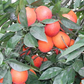 Bream Tarocco Blood Orange Budwood citrus plant material online shopping