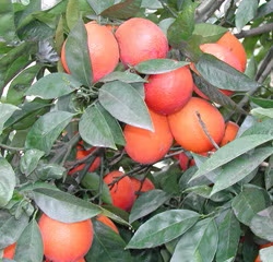 Bream Tarocco Blood Orange Budwood citrus plant material online shopping