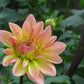 Summer’s End Dahlia
