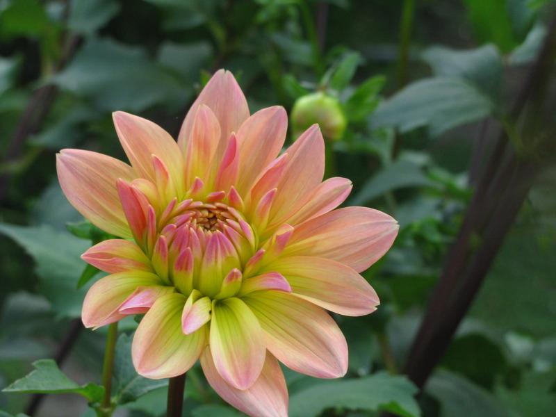 Summer’s End Dahlia