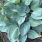 Prairie Sky Hosta Plants online shopping
