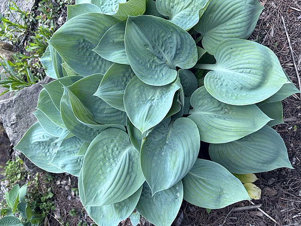 Prairie Sky Hosta Plants online shopping