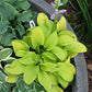 Sun Mouse Hosta Plants online shopping