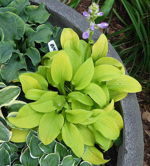 Sun Mouse Hosta Plants online shopping
