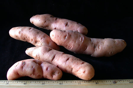 Rose Finn Apple Fingerling Heirloom Seed Potato online shopping