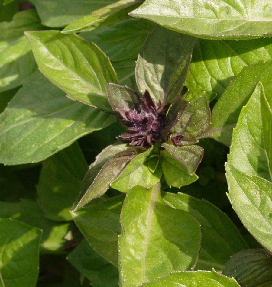 Siam Queen Basil seeds online shopping