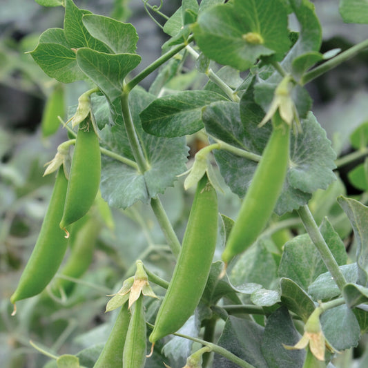 Little Snappea Crunch Seeds online shopping