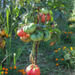 Pink Brandywine  Organic Tomato
