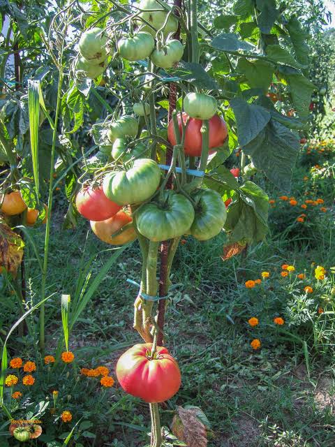 Pink Brandywine  Organic Tomato
