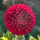 Cornel Dahlia Plants online shopping