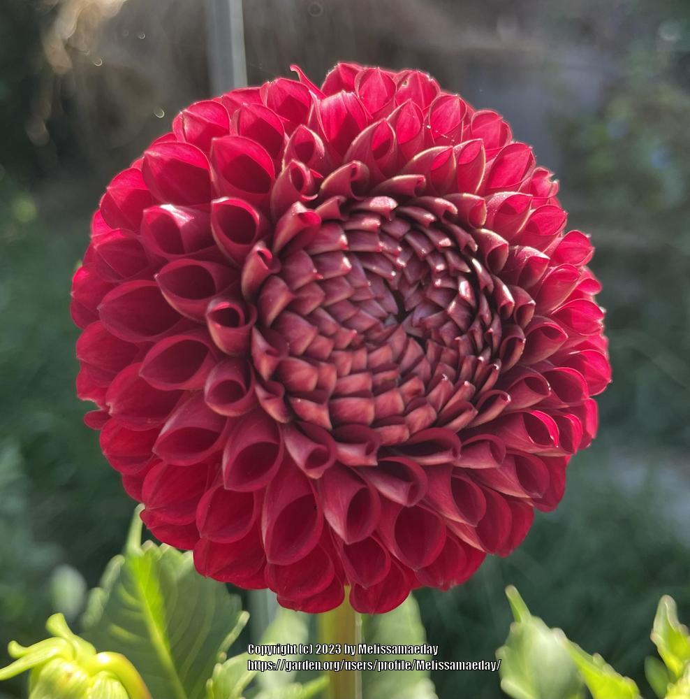 Cornel Dahlia Plants online shopping