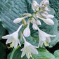 Ruffles N Ridges Hosta Plants online shopping