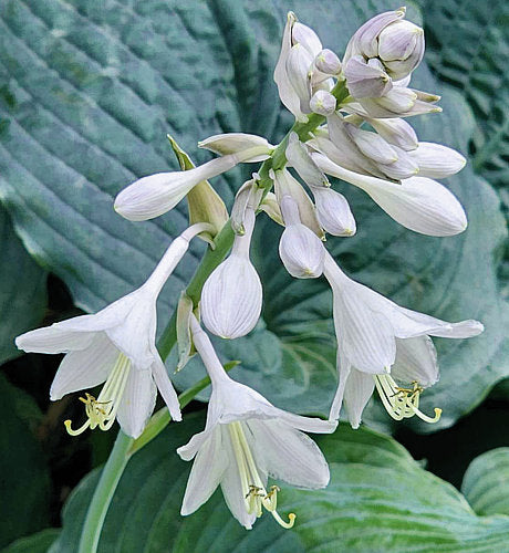 Ruffles N Ridges Hosta Plants online shopping