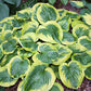 Miss Mykah Hosta Plants online shopping
