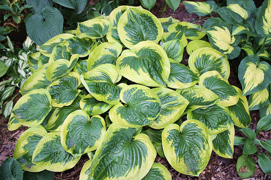 Miss Mykah Hosta Plants online shopping