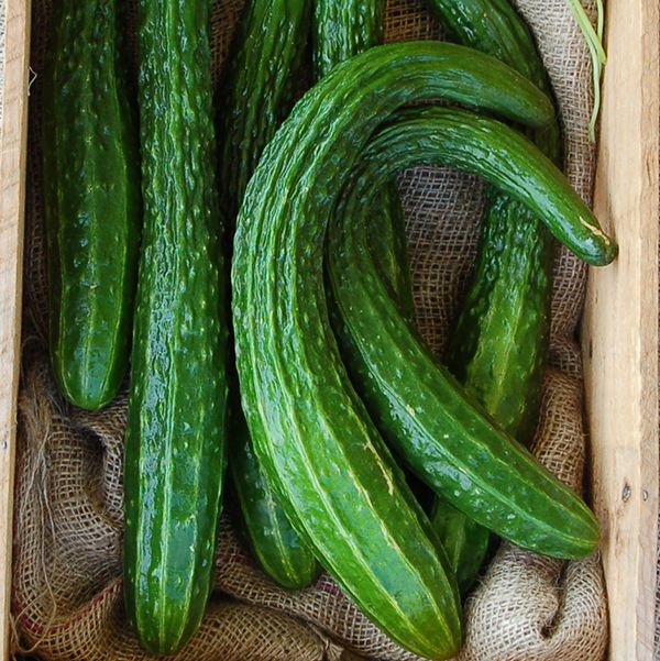 Suyo Long Organic Cucumber Seeds online shopping