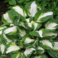 Enterprise Hosta Plants online shopping