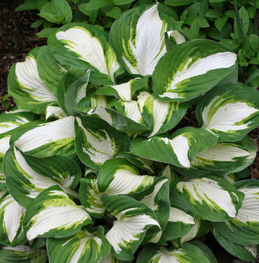 Enterprise Hosta Plants online shopping