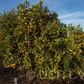 Lima Acidless Sweet Orange Budwood citrus plant material online shopping