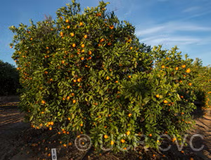 Lima Acidless Sweet Orange Budwood citrus plant material online shopping