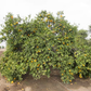 Nepolitana Satsuma Mandarin Budwood citrus plant material online shopping