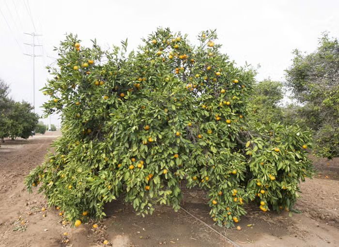 Nepolitana Satsuma Mandarin Budwood citrus plant material online shopping