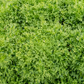 Benefine Organic Chicory