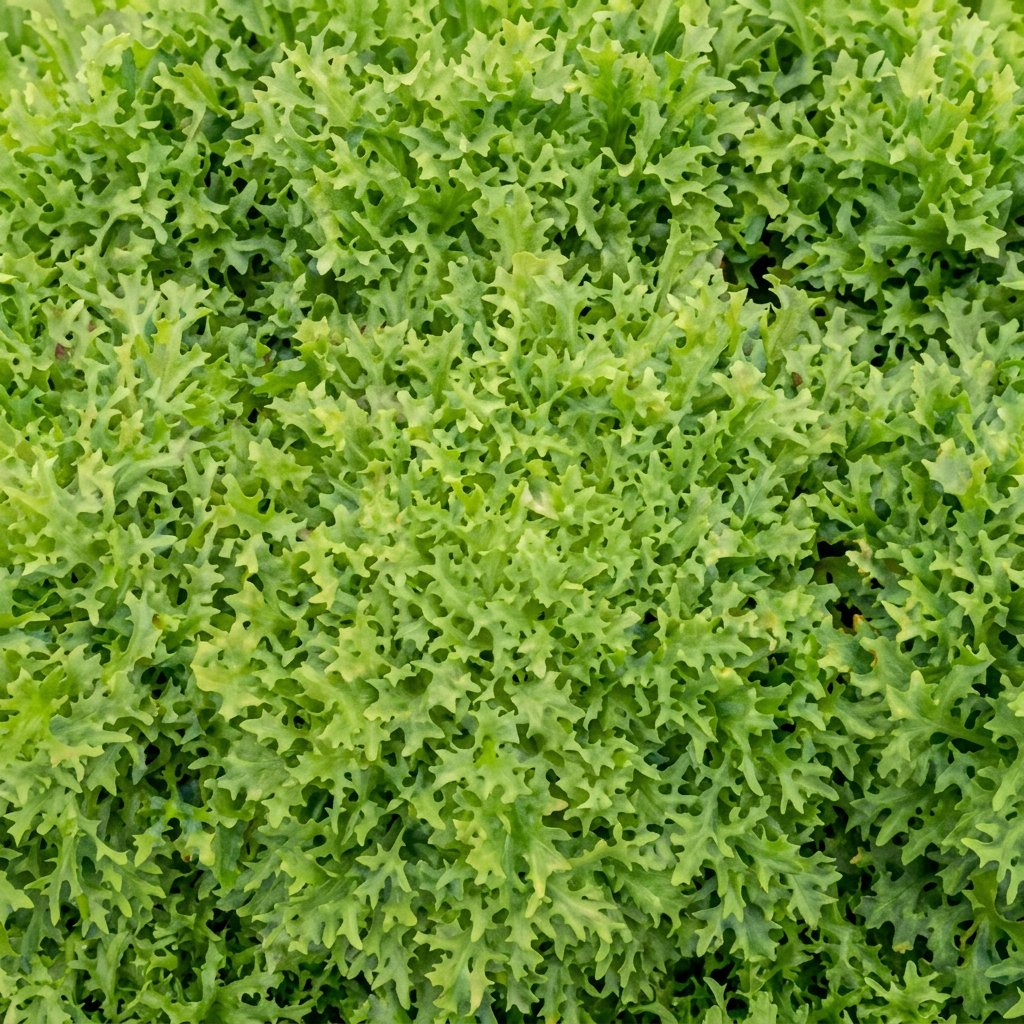 Benefine Organic Chicory