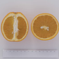 Olinda (McEwen) Nucellar Valencia Orange Budwood citrus plant material online shopping