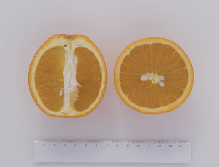 Olinda (McEwen) Nucellar Valencia Orange Budwood citrus plant material online shopping
