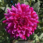 Dark Magic Dahlia