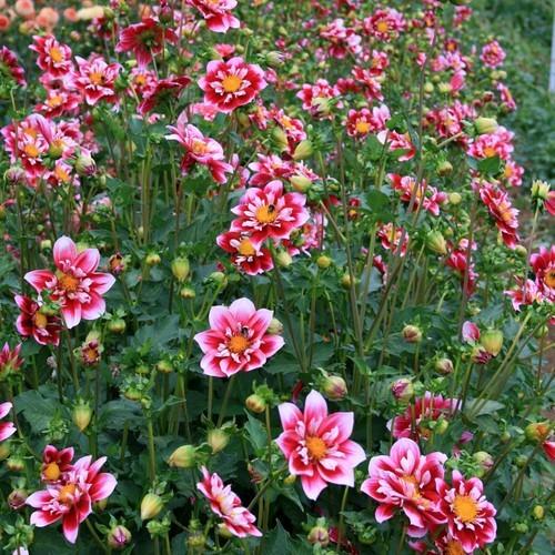 Double Trouble Dahlia Plants online shopping