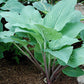 Florence Nightingale Hosta Plants online shopping