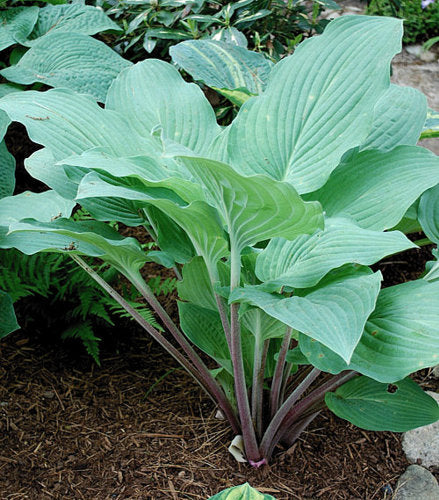 Florence Nightingale Hosta Plants online shopping