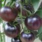 Black Cherry Tomato