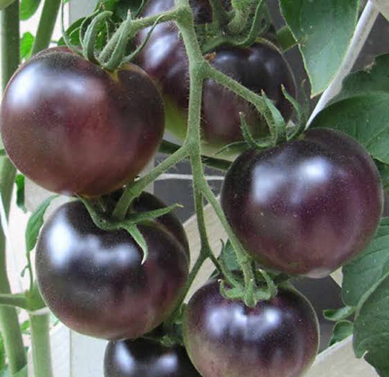 Black Cherry Tomato