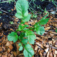 Baltic Rose Seed Potato online shopping
