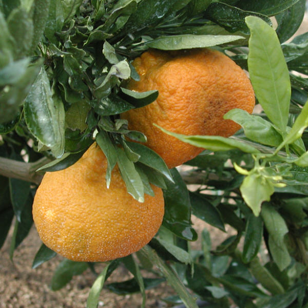 Miyagawa Satsuma Mandarin Budwood citrus plant material online shopping
