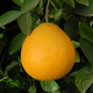 Valentine Pummelo Hybrid Budwood citrus plant material online shopping