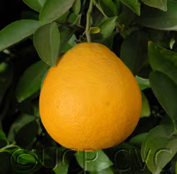 Valentine Pummelo Hybrid Budwood citrus plant material online shopping