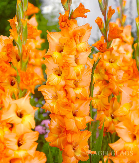 Olympic Flame Gladiolus Corms