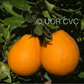 Ambersweet Orange Budwood citrus plant material online shopping