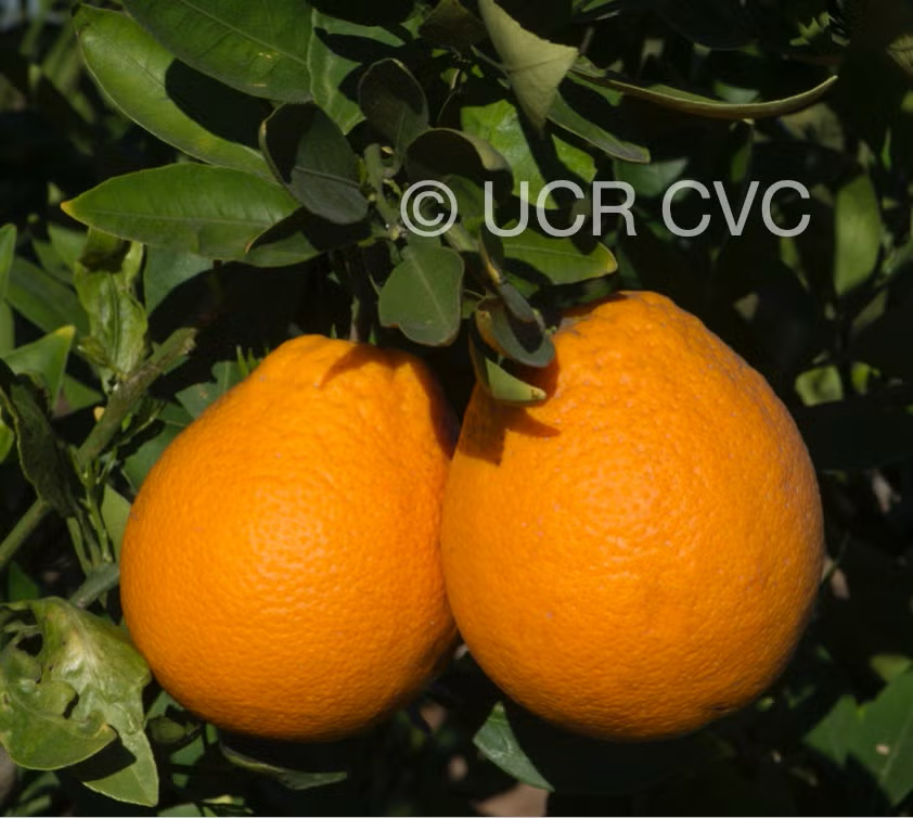 Ambersweet Orange Budwood citrus plant material online shopping