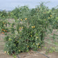 Shirokolistvennyi Satsuma Mandarin Budwood citrus plant material online shopping
