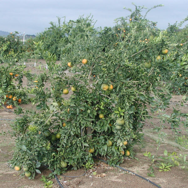 Shirokolistvennyi Satsuma Mandarin Budwood citrus plant material online shopping